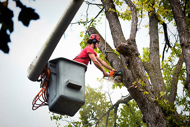 Best Tree Trimming and Pruning  in Port Reading, NJ